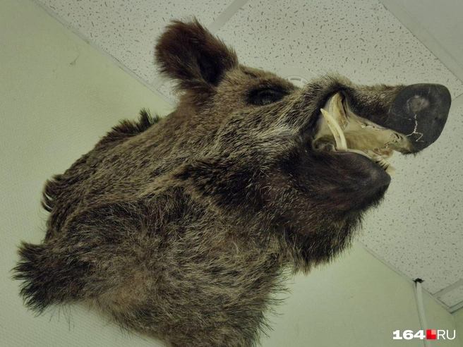 Клыки кабана — ценный трофей, который порой используется для изготовления различных сувениров и украшений, символизирующих силу и мужество | Источник: Виктория Федорова / 164.RU