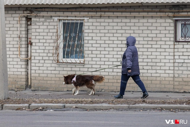 У любимцев — режим! | Источник: Алексей Волхонский