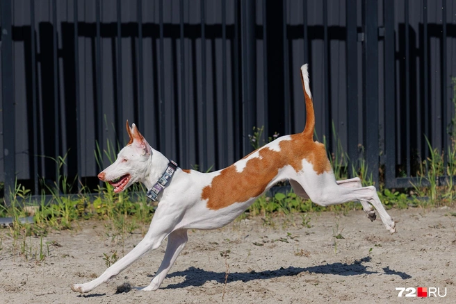 Прыгают ибизаны много и достаточно высоко. Какая грация, вы просто посмотрите! | Источник: Ирина Шарова / 72.RU 