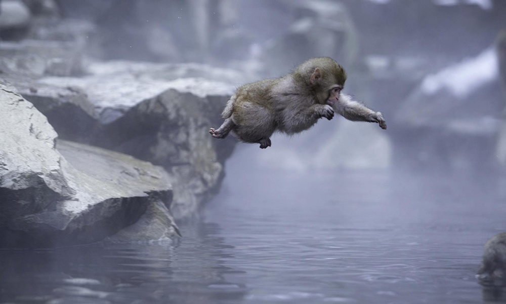 Выкрутился из ситуации. Снег проломил крышу. Обезьяны на камчатке. Танк ис-3. Ворота самураев.