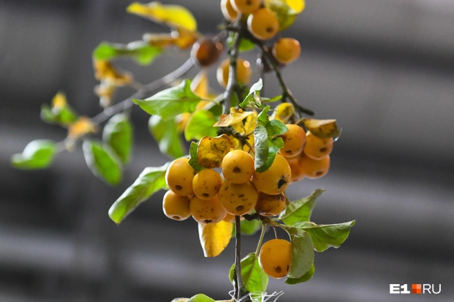 Синоптики прогнозом не обнадежили | Источник: Дмитрий Емельянов / E1.RU