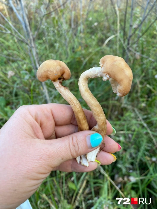 В лесу сейчас встречаются единичные опята  | Источник: читательница 72.RU