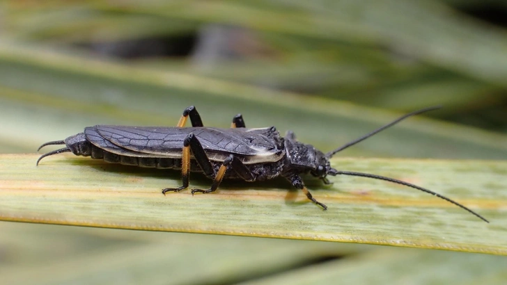 веснянка Zelandoperla | Источник: Leon Perrie, CC BY via inaturalist.org