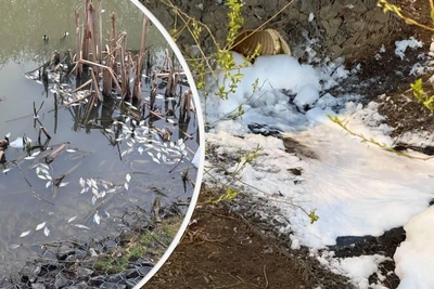 Едкая пена в прудах Новой Москвы: гибель птиц и рыбы