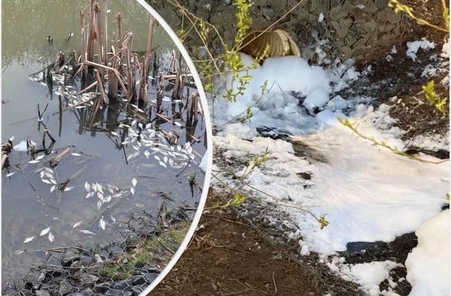 Жители Новой Москвы забили тревогу из-за едкой пены, заполонившей местные пруды | Источник: Коммунарка / T.me