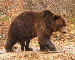 Огромный медведь пытался проникнуть во двор к пенсионерке | ngs24.ru