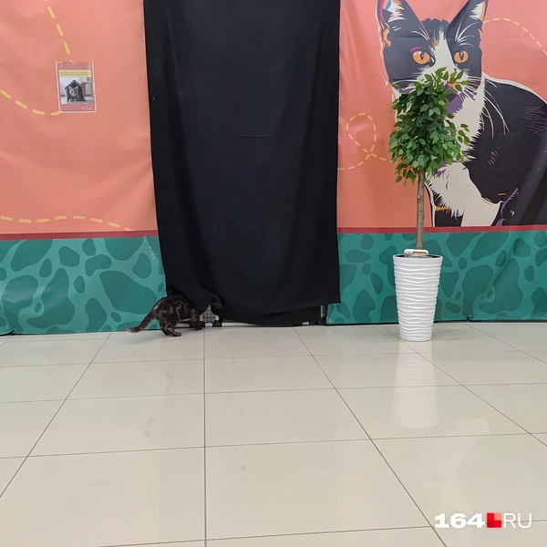 Источник: Сергей Гендин / 164.RU