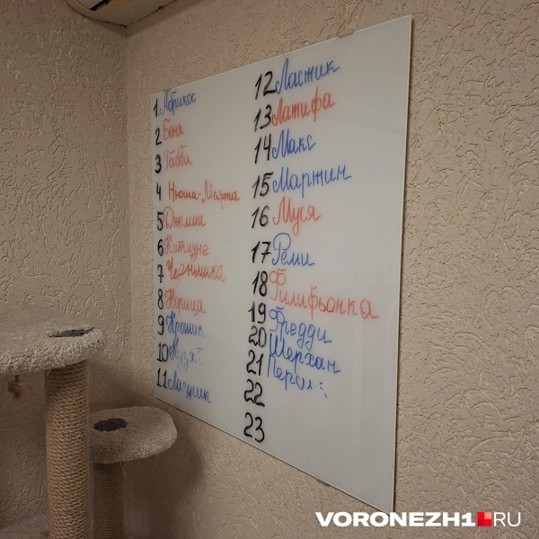 Сейчас в котокафе 21 питомец | Источник: Алёна Воропаева / Voronezh1.ru