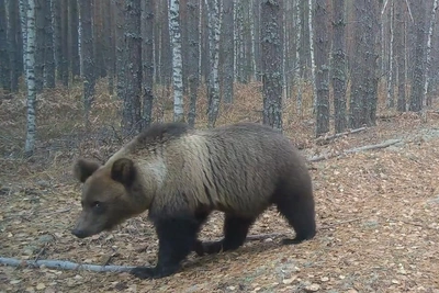 Медведь заподозрил фотоловушку в нижегородском лесу