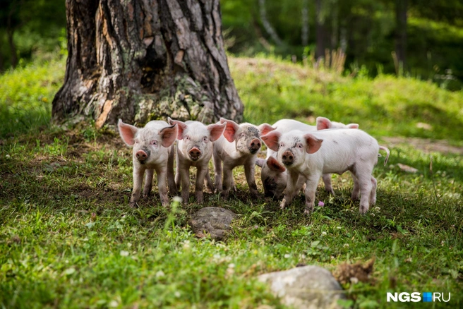 Животных забирают при угрозе возникновения заразных заболеваний | Источник: Александр Ощепков / NGS.RU