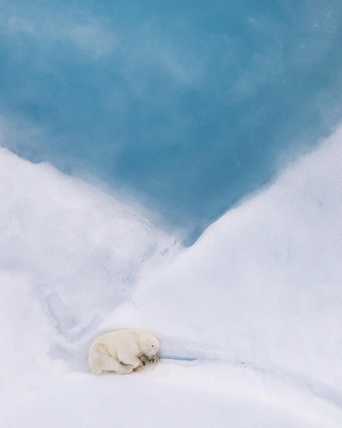 Животные, природа, люди: взгляните на лучшие снимки финалистов фотоконкурса Siena International Photo Awards 2026 | Источник: Felix Belloin / Siena International Photo Awards 2026