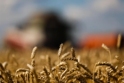 Аграрии продают зерно рекордно, но не от хорошей жизни