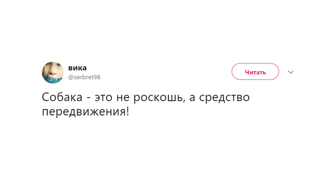 Шутки среды и общение с голубем