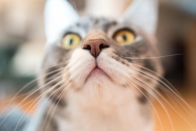 В Рязани пройдет выставка-пристройство животных