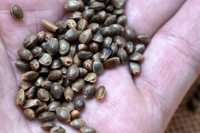 Лучшие банки семян каннабиса в США