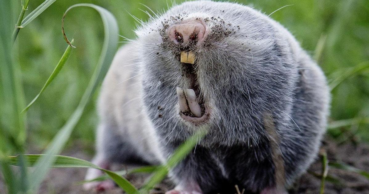 Нельзя возвращаться к предателям нельзя локти кусайте землю жуйте. Буду землю грызть. Буду землю грызть. Буду землю грызть. Кот с косточкой в зубах.