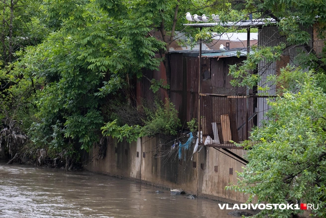 Источник: Елена Буйвол / VLADIVOSTOK1.RU
