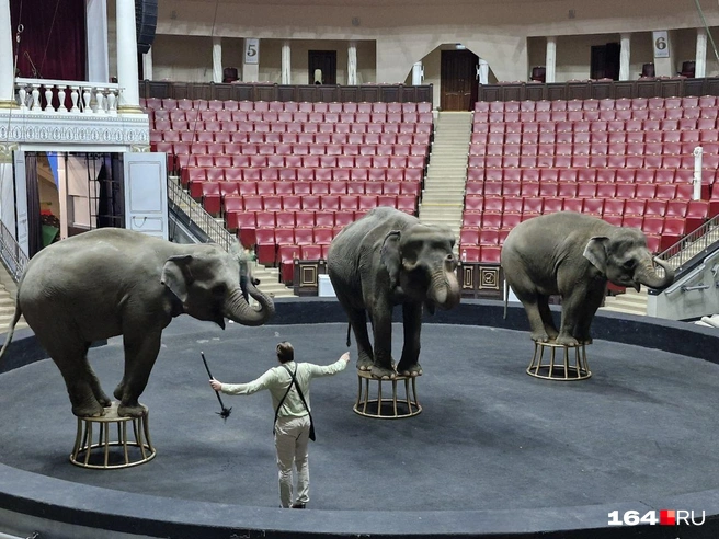 Шоу слонов пользуется популярностью | Источник: Виктория Федорова / 164.RU
