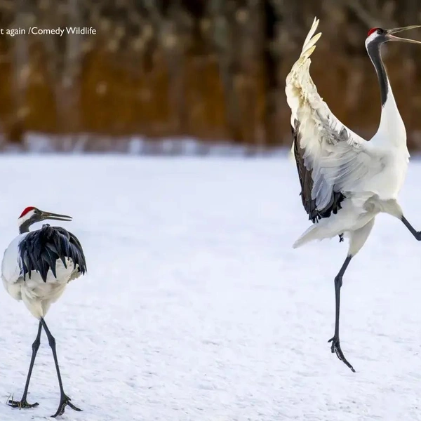 Источник: Nikon Comedy Wildlife Awards