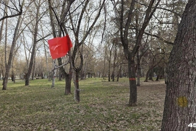 Депутат Госдумы объяснил красные метки на деревьях в курганском парке