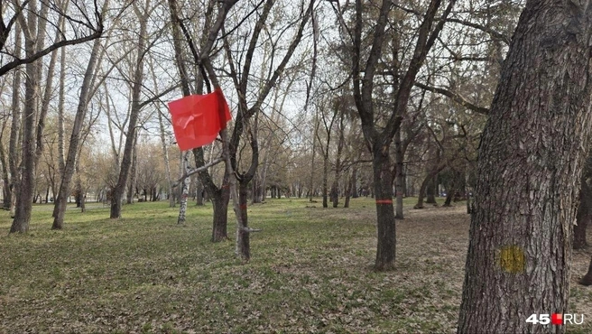 В Кургане появится парк альпак | Источник: Алёна Кисель / 45.RU