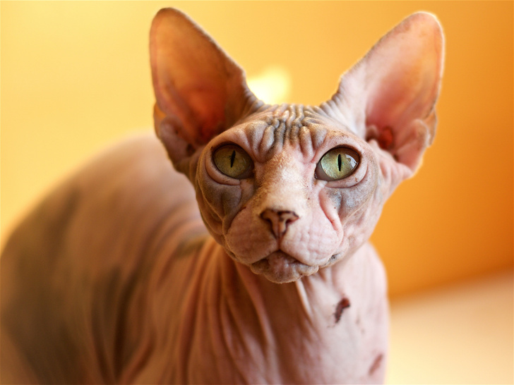 Особенности породы: сколько лет живет кошка-сфинкс. 