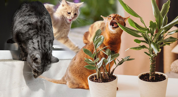 Остерегайтесь их: 13 вещей, которые несут реальную угрозу для жизни вашей кошки