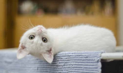 Вакцина от аллергии на кошек может появиться в России уже в этом году