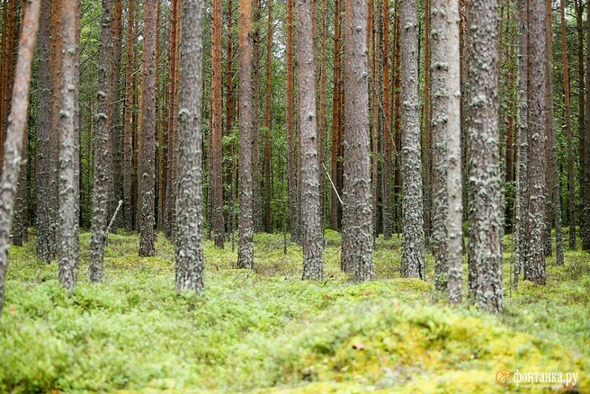 Источник: Ксения Потеева / «Фонтанка.ру»