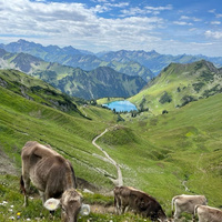 Аватарка brodsermushn