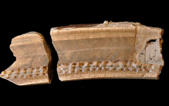 Обнаружен зуб гигантского доисторического ленивца