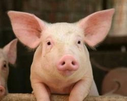 На Урале появятся новые инвестпроекты в сфере животноводства | www.e1.ru