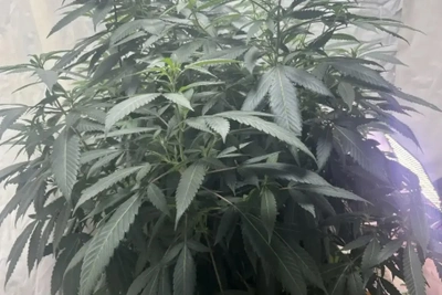 У астраханца изъяли пять горшков с коноплей на чердаке