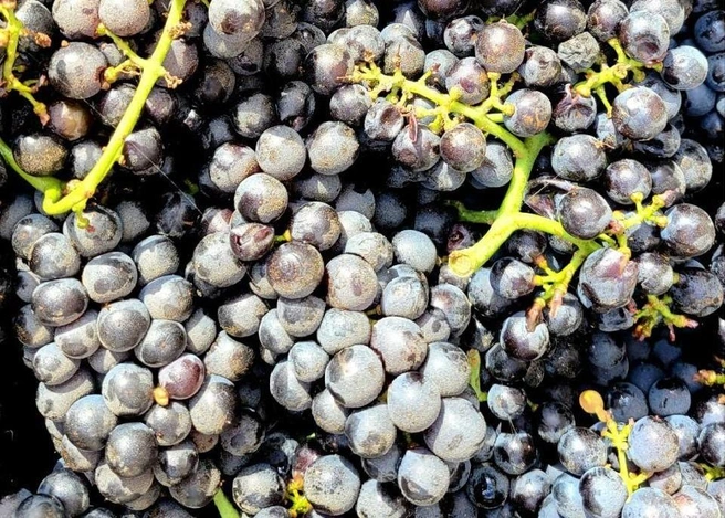 Даже на Кубани можно почувствовать себя, как в Тоскане | Источник: Fanagoria Winery / T.me