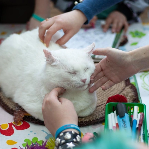 Источник: «Котопёс» / Vk.com