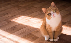 «Вы не заведете кошку этой породы, если и правда любите животных»: мнение ветеринара