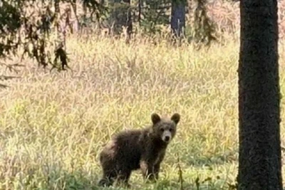 Медведь напал на мужчину в Верещагинском округе