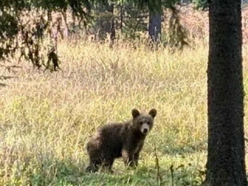 В Верещагинском округе медведь напал на мужчину: мы поговорили с местной жительницей