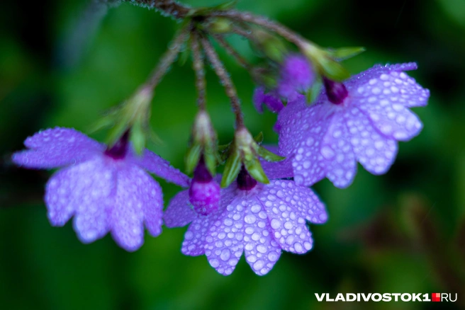 Источник: Елена Буйвол / VLADIVOSTOK1.RU