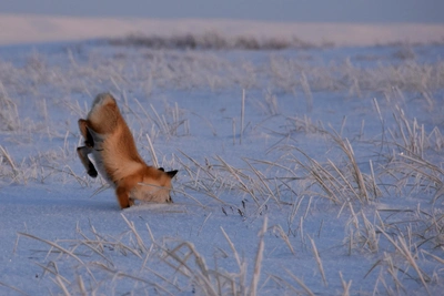 Какие звери чаще всего приходят к инспекторам заповедника
