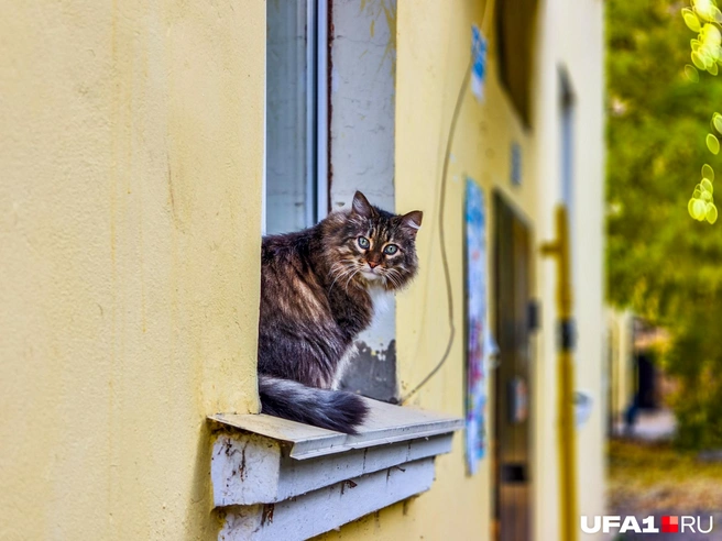 Котик вышел на карниз погулять | Источник: Булат Салихов / UFA1.RU
