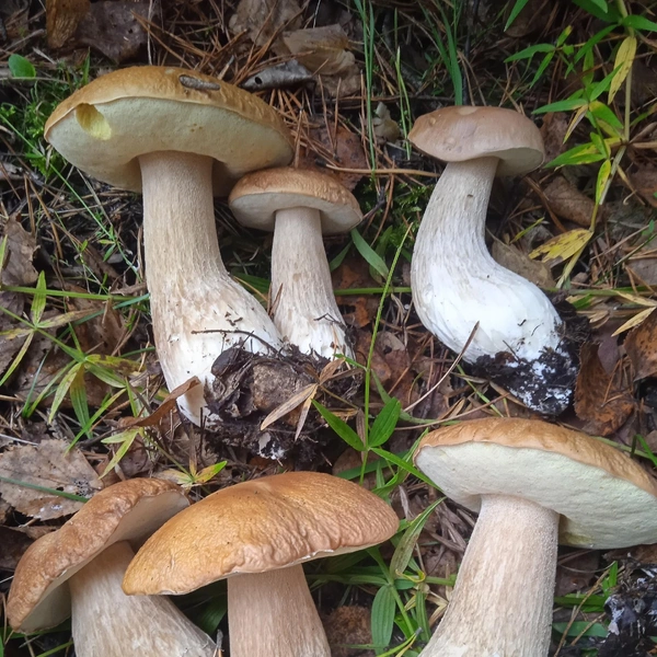 Источник: «Грибы и грибники Екатеринбурга и Свердловской области» / Vk.com