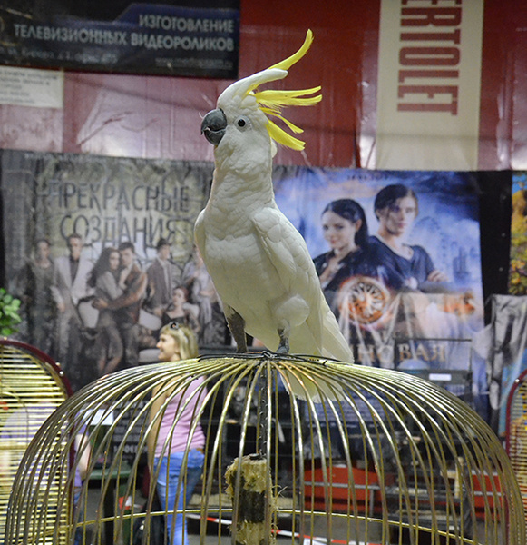 Выставка попугаев в Калуге