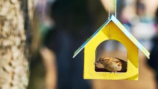 Как смастерить кормушку для птиц