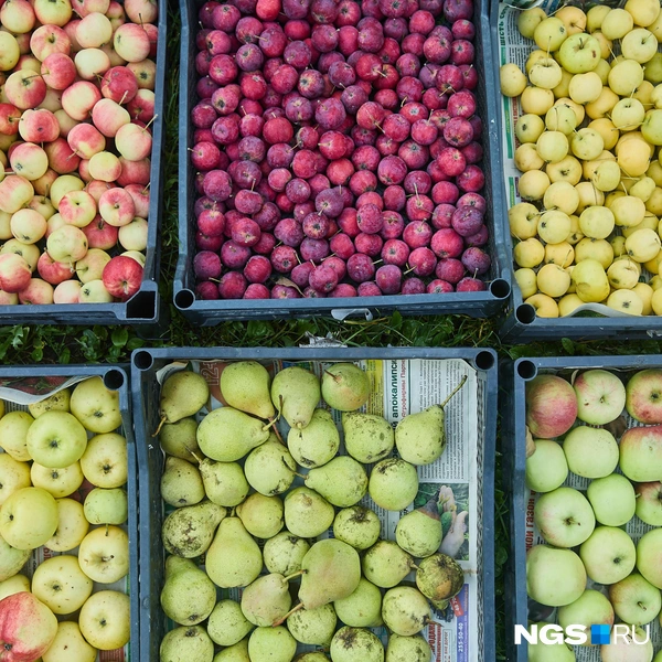 Это очень малая часть урожая агронома | Источник: Александр Ощепков / NGS.RU