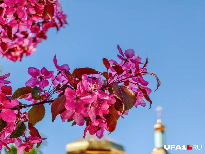 Храм виднеется на фоне | Источник: Булат Салихов / UFA1.RU
