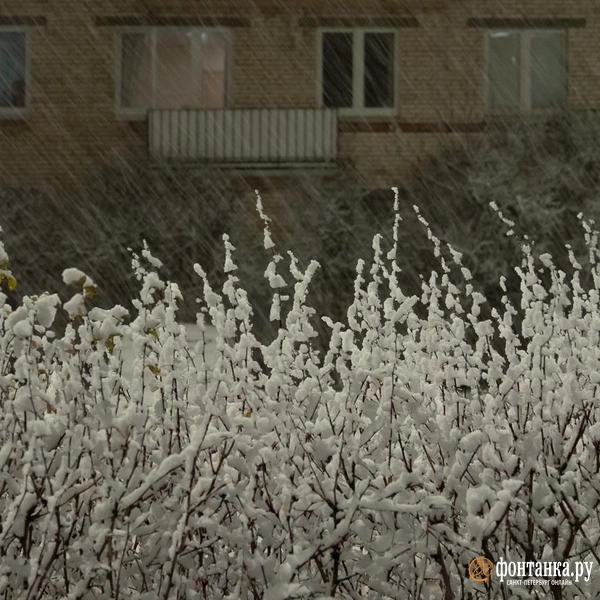 Источник: Сергей Николаев / «Фонтака.ру»