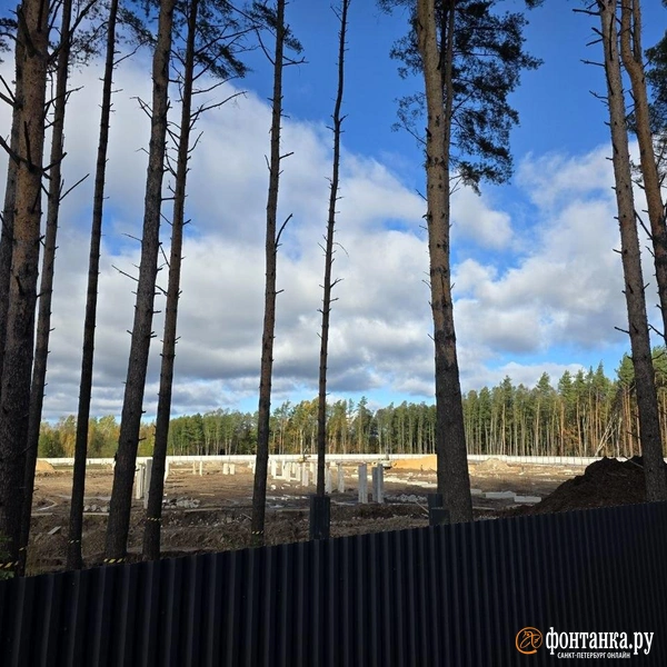 Источник: Наталья Вязовкина / FONTANKA.RU