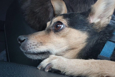 Гера и Малыш: тюменцы спасли питомцев после ДТП