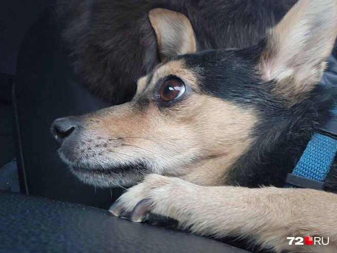 Геру после аварии увезли в Тюмень | Источник: Читатель 72.RU